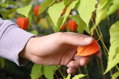 Photo of Man taking ripe physalis from bush, closeup