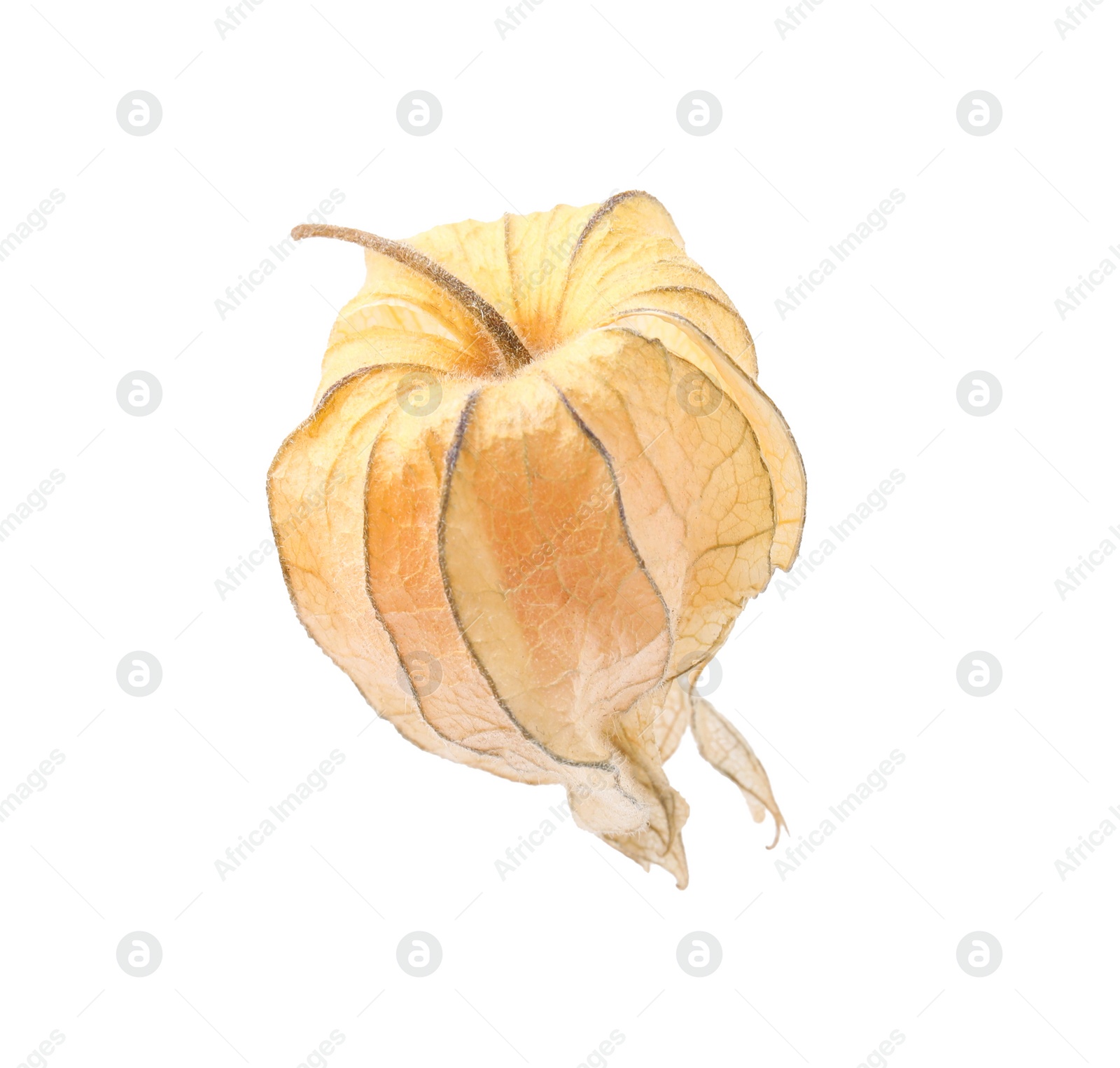 Photo of Ripe physalis fruit with calyx isolated on white