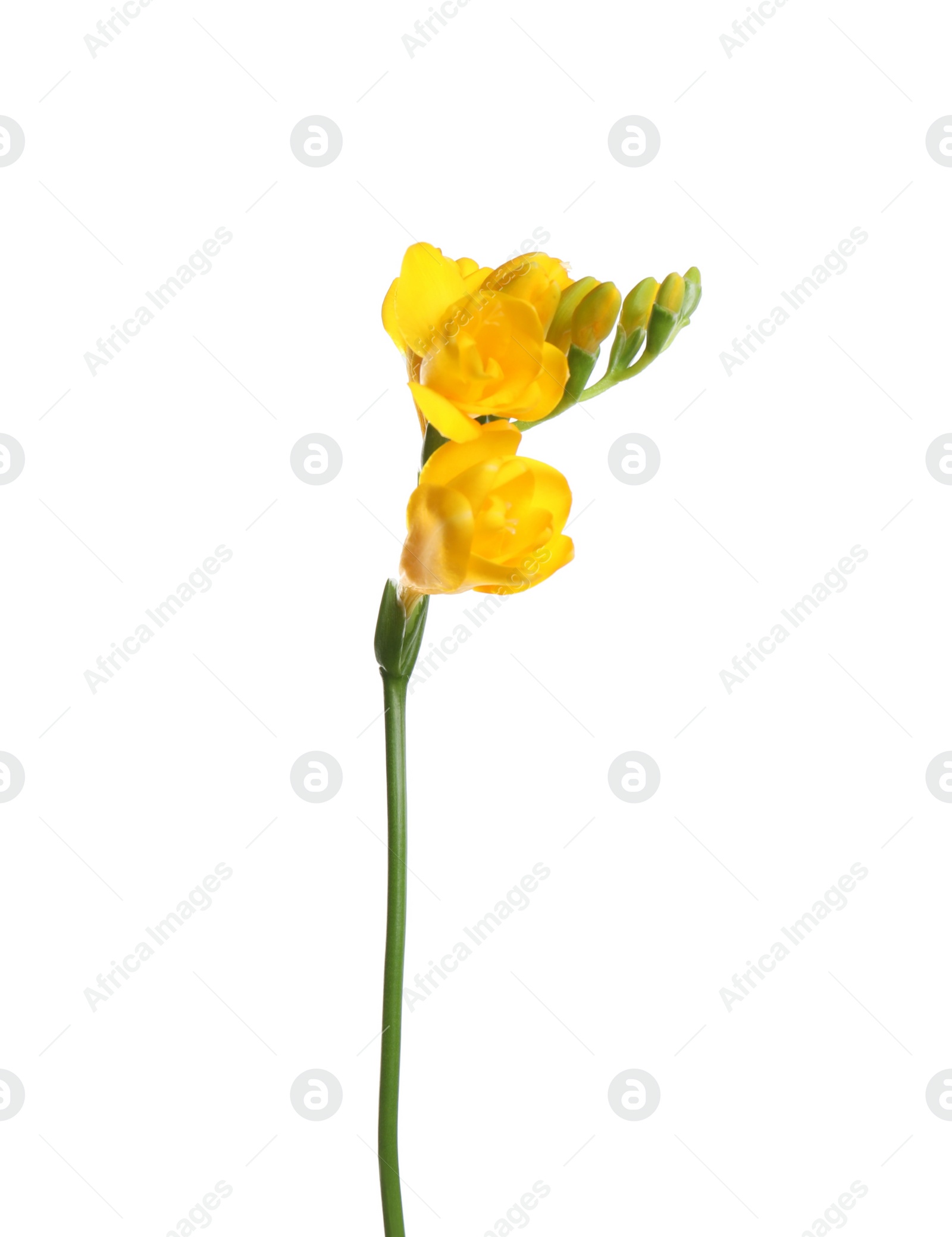 Photo of Beautiful yellow freesia flower isolated on white