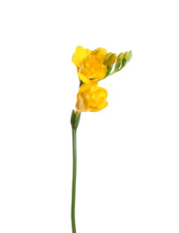 Photo of Beautiful yellow freesia flower isolated on white