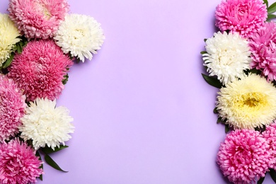 Frame of beautiful asters and space for text on lilac background, flat lay. Autumn flowers