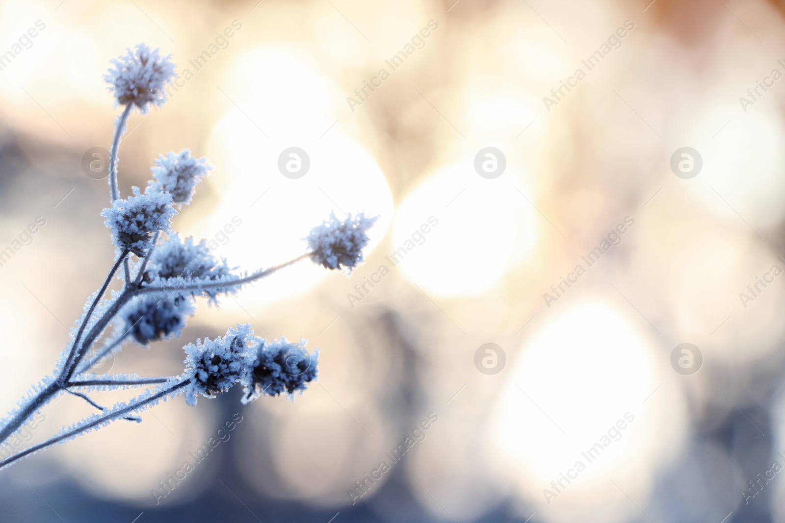 Photo of Dry plant covered with hoarfrost outdoors on winter morning, closeup. Space for text