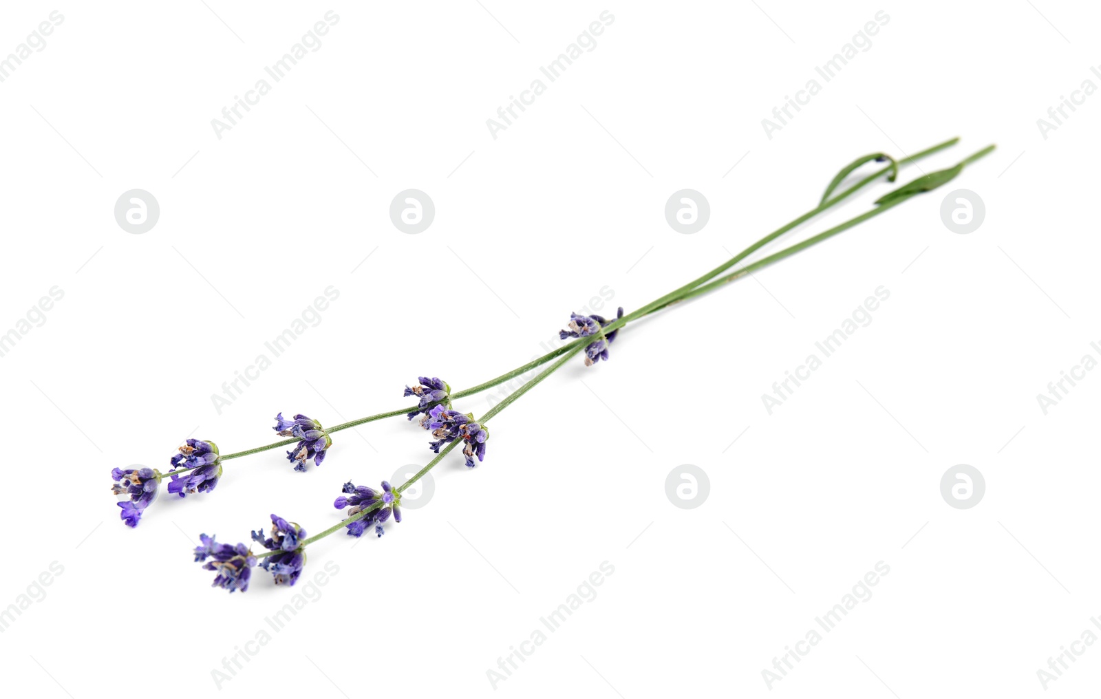 Photo of Beautiful tender lavender flowers on white background