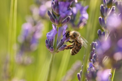 Honeybee collecting nectar from beautiful lavender flower outdoors, closeup