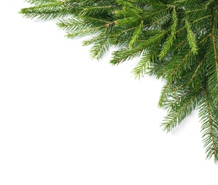 Branches of fir tree on white background