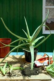 Photo of Flowerpots, aloe vera plants, gardening gloves and soil on table outdoors