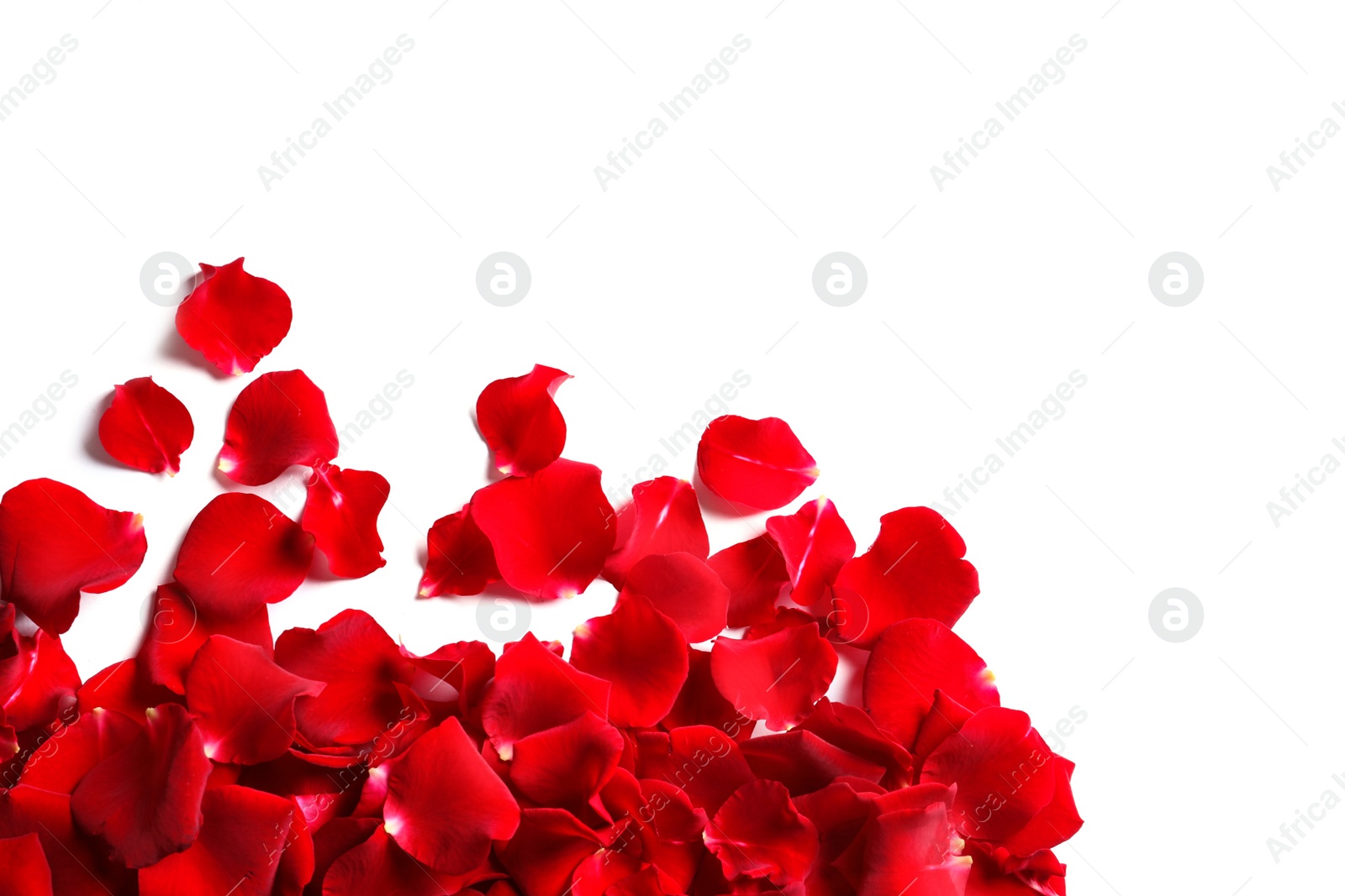 Photo of Red rose petals on white background, top view