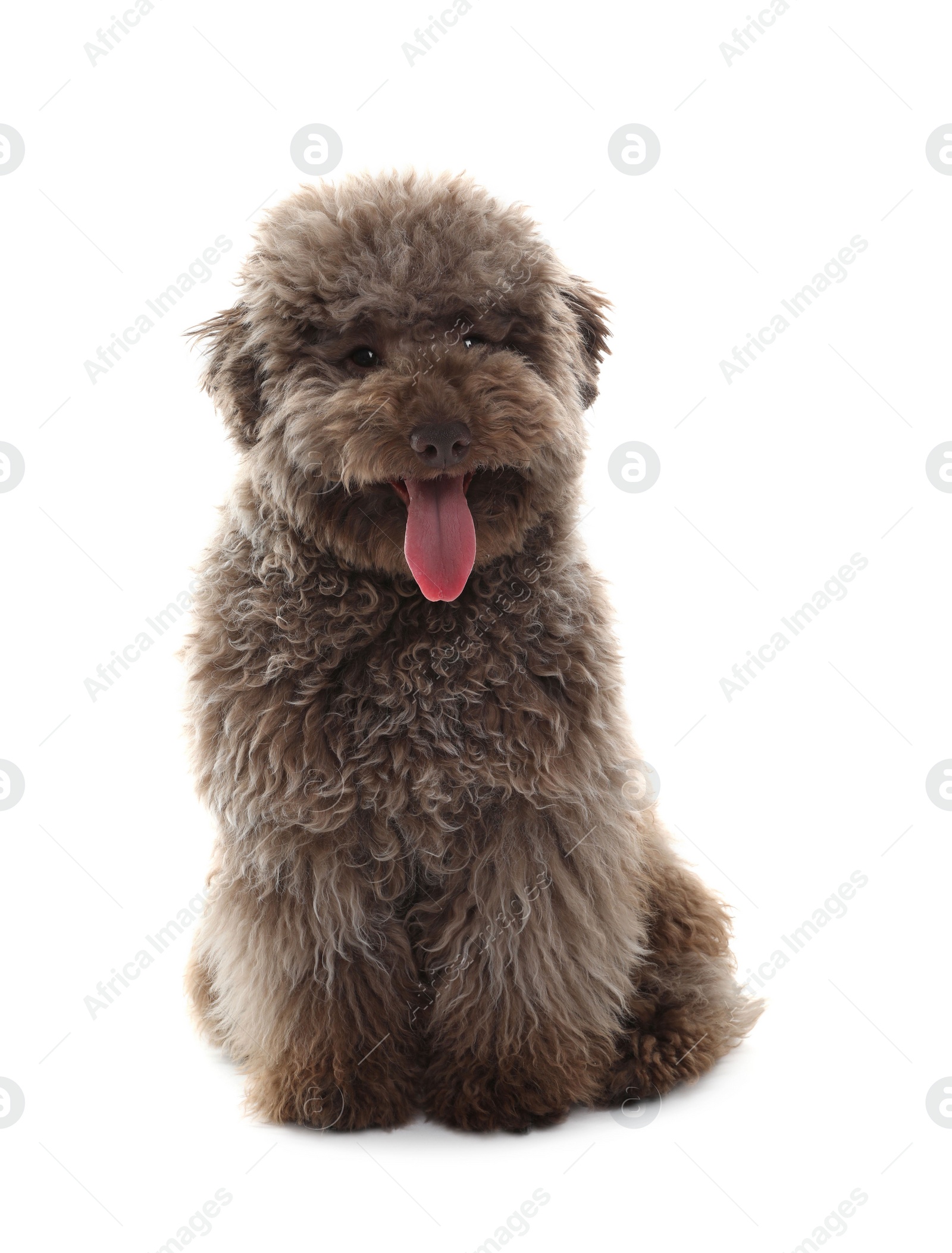 Photo of Cute Toy Poodle dog on white background