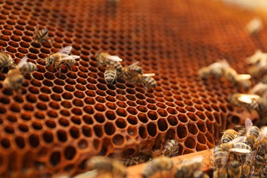 Photo of Closeup view of hive frame with honey bees