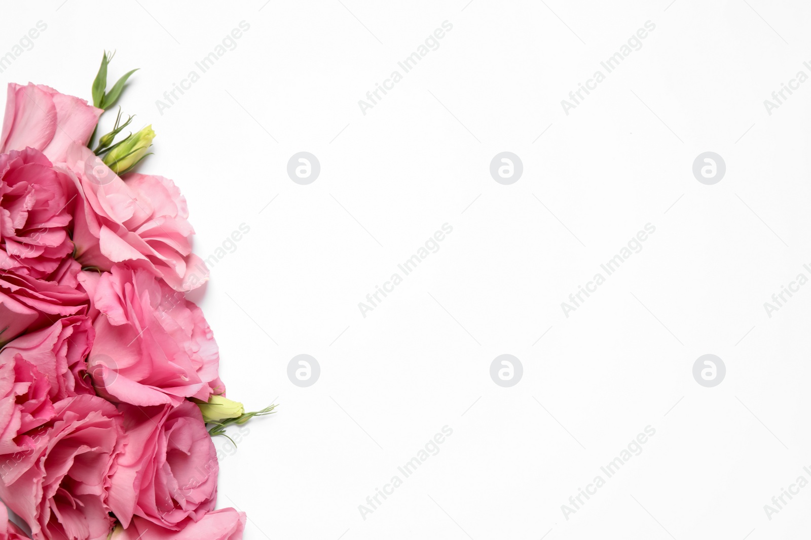 Photo of Beautiful pink Eustoma flowers on white background, flat lay. Space for text