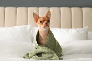 Photo of Cute Chihuahua dog wrapped in towel on bed. Pet friendly hotel