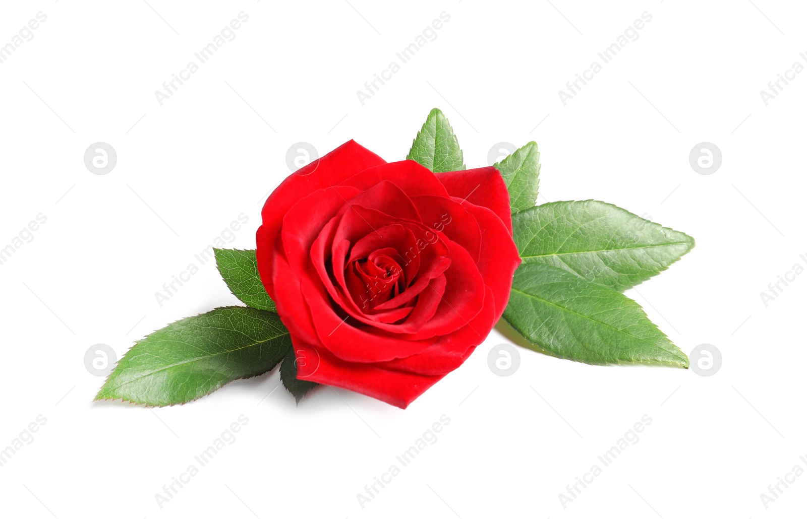 Photo of Beautiful red rose flower on white background