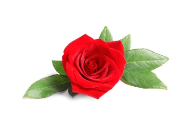 Photo of Beautiful red rose flower on white background