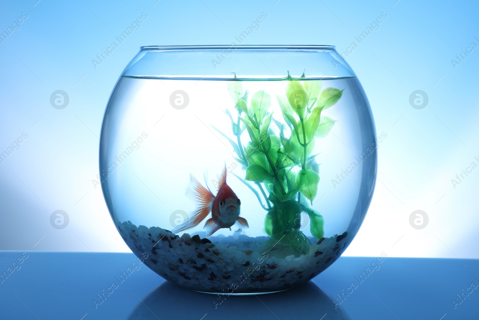 Photo of Beautiful bright small goldfish swimming in round glass aquarium on blue background