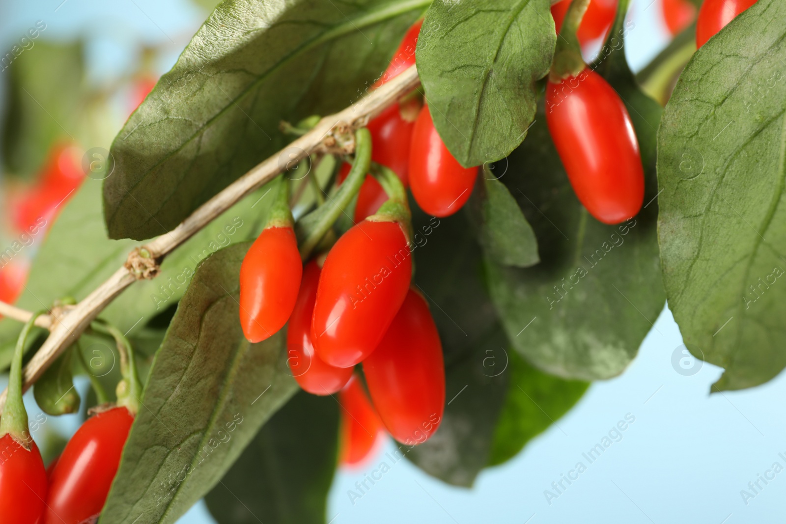 Photo of Branch with ripe fresh goji berries outdoors