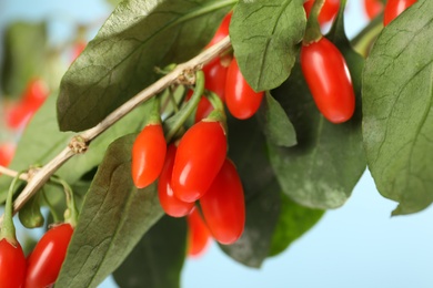 Photo of Branch with ripe fresh goji berries outdoors