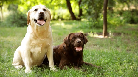 Photo of Cute Labrador Retriever dogs on green grass in summer park. Space for text