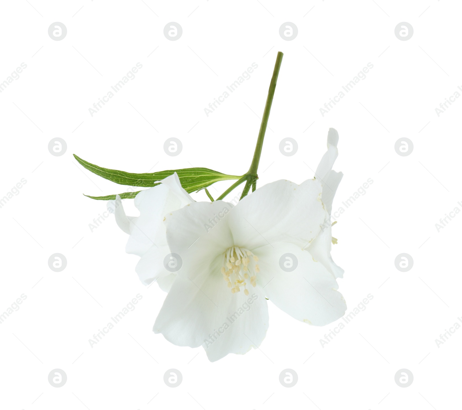 Photo of Branch of jasmine flowers and leaf isolated on white