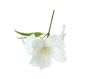 Photo of Branch of jasmine flowers and leaf isolated on white