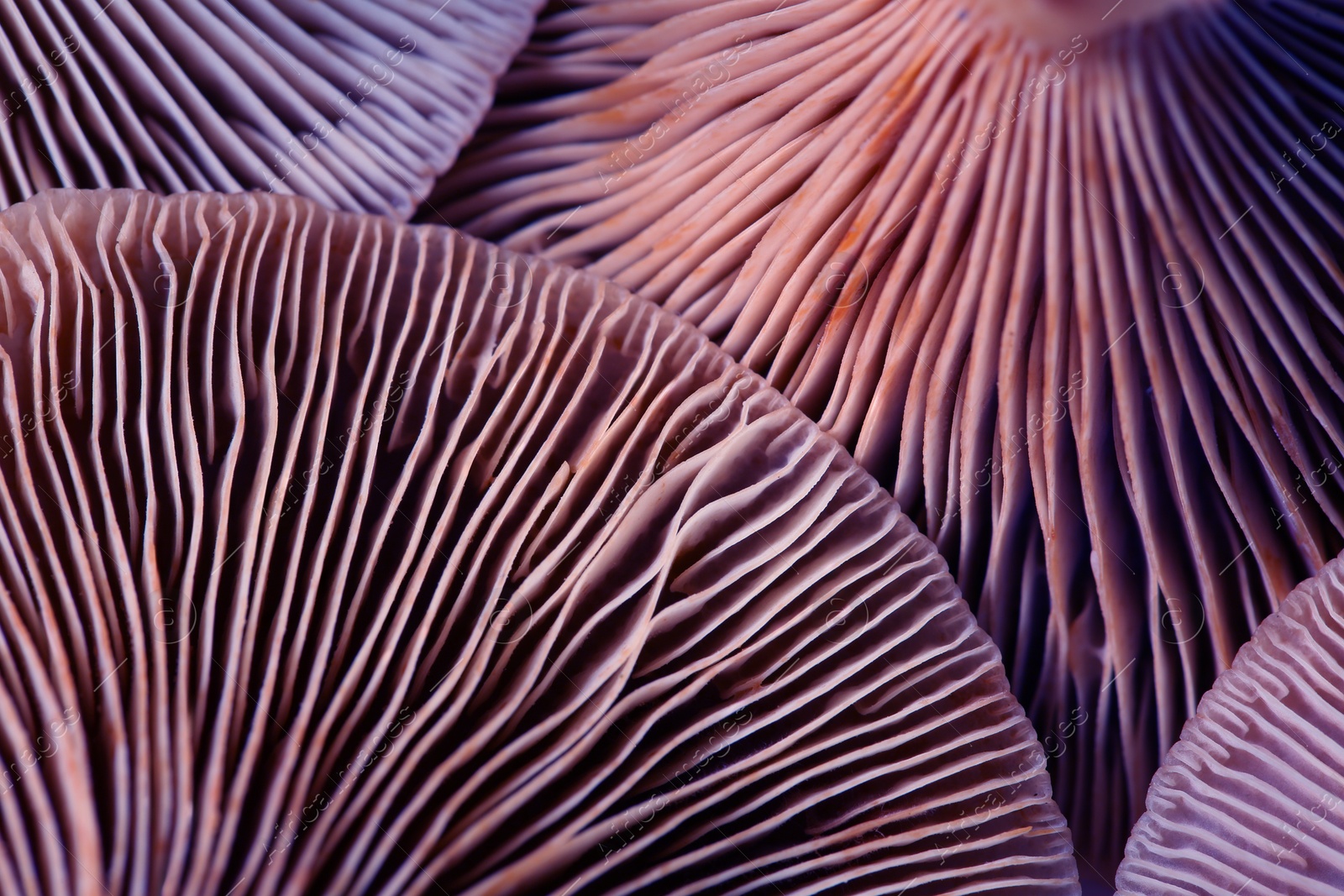 Image of Fresh psilocybin mushrooms, closeup view. Gills of magic mushrooms, color toned