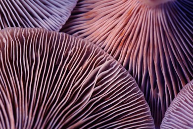 Image of Fresh psilocybin mushrooms, closeup view. Gills of magic mushrooms, color toned