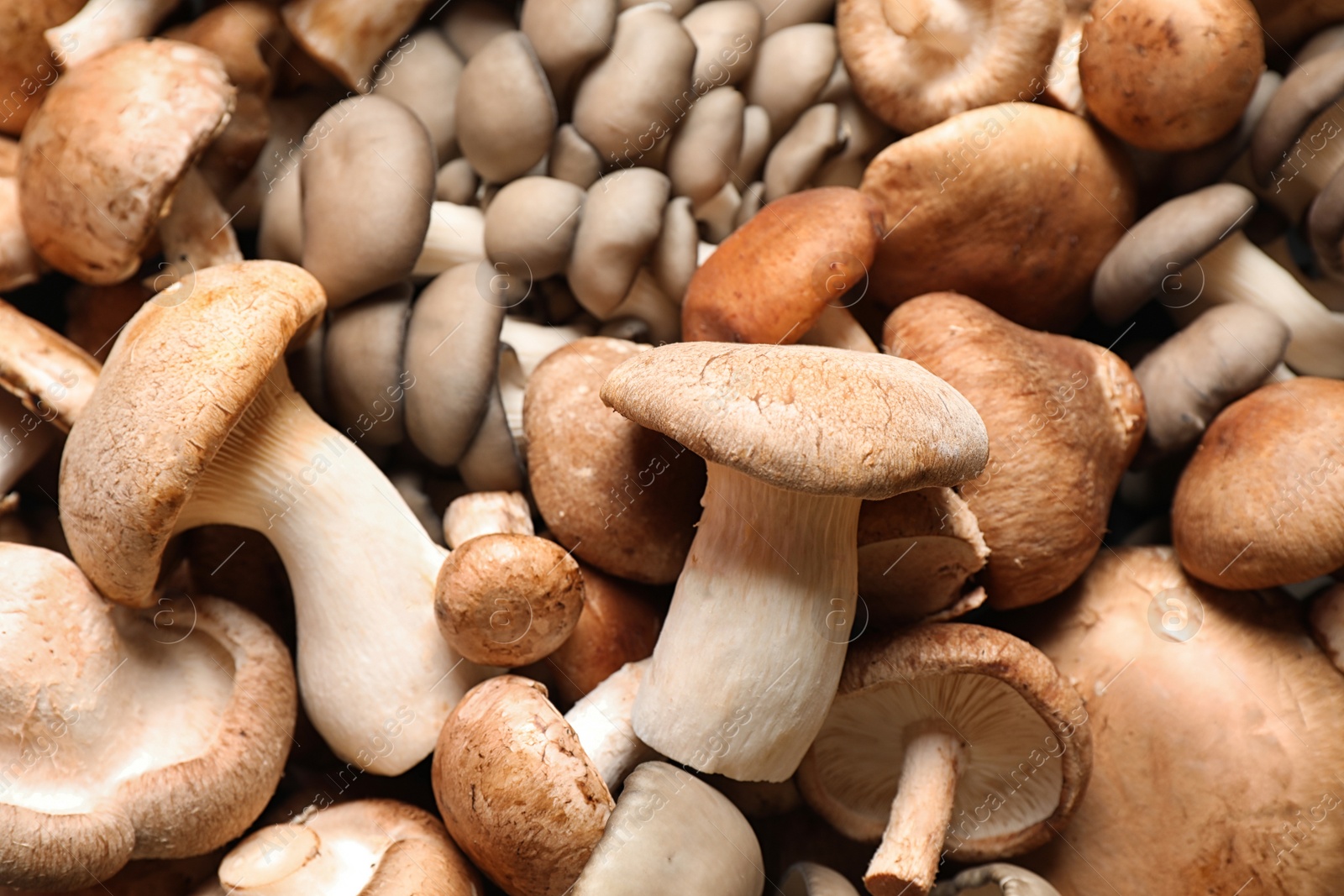 Photo of Different fresh wild mushrooms as background, closeup