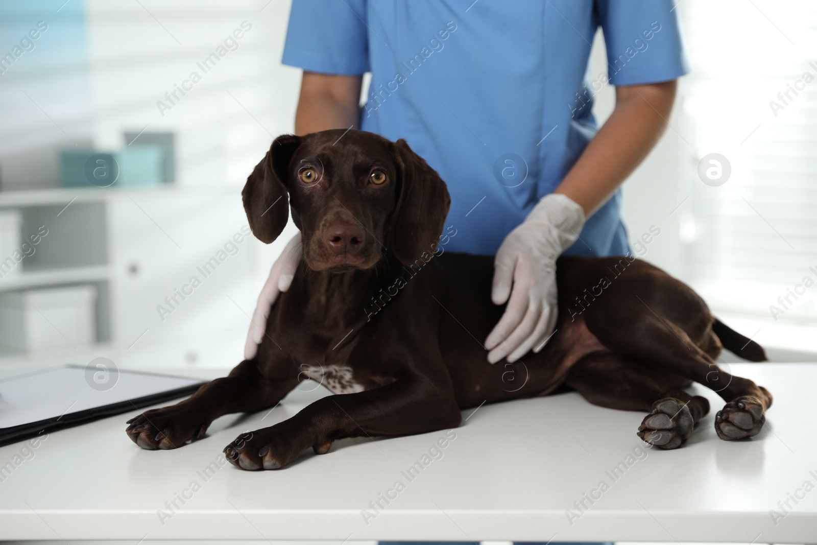 Photo of Professional veterinarian examining dog in clinic, closeup