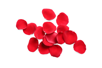 Fresh red rose petals on white background, top view