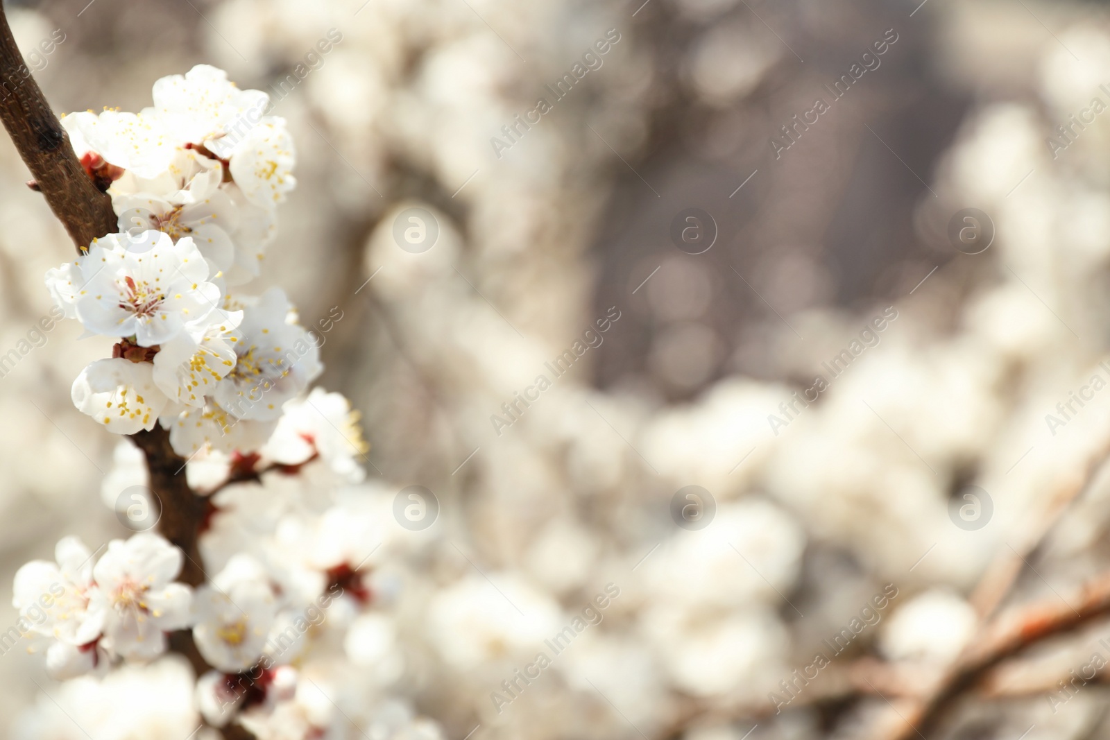 Photo of Beautiful apricot tree branch with tiny tender flowers outdoors, space for text. Awesome spring blossom