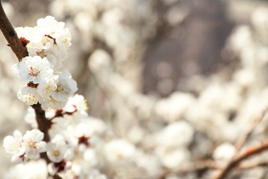 Beautiful apricot tree branch with tiny tender flowers outdoors, space for text. Awesome spring blossom