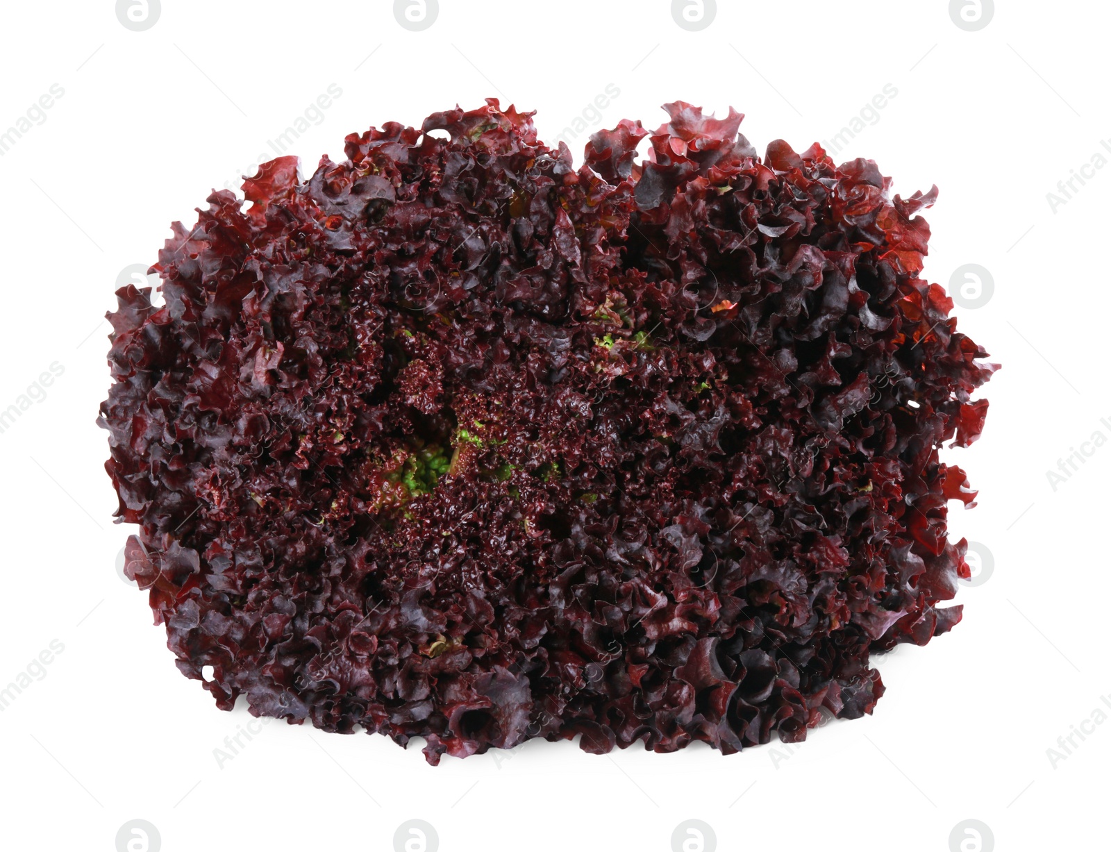Photo of Head of fresh red coral lettuce isolated on white