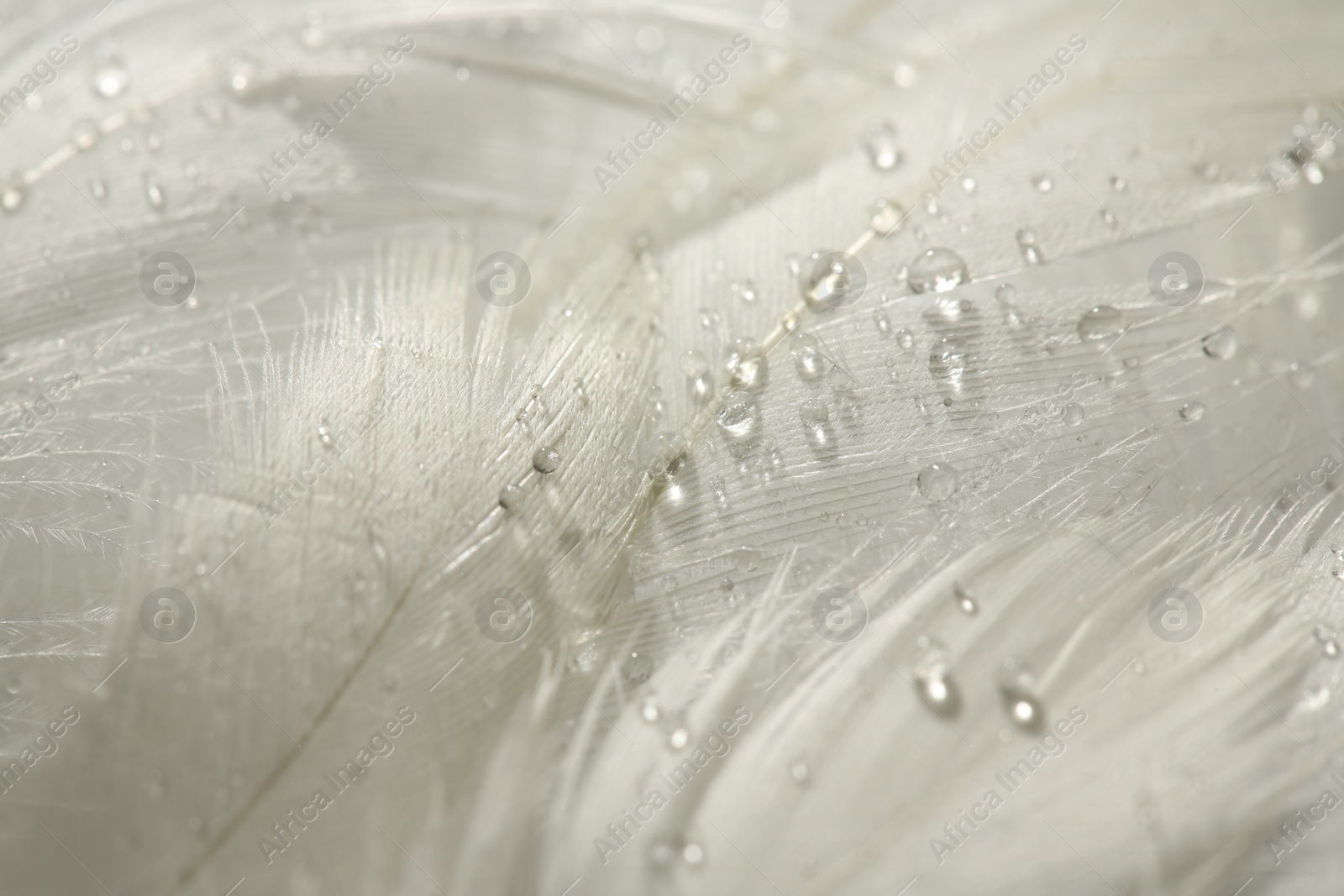 Photo of Many fluffy white feathers with water drops as background, closeup