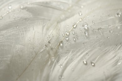 Many fluffy white feathers with water drops as background, closeup