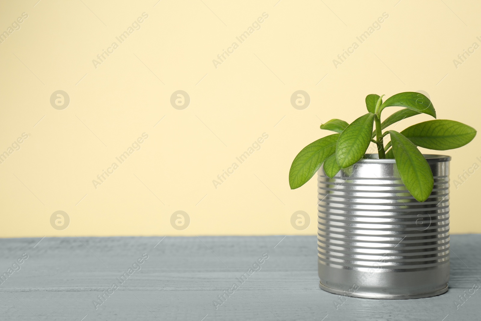 Photo of Beautiful houseplant in tin can on grey wooden table. Space for text