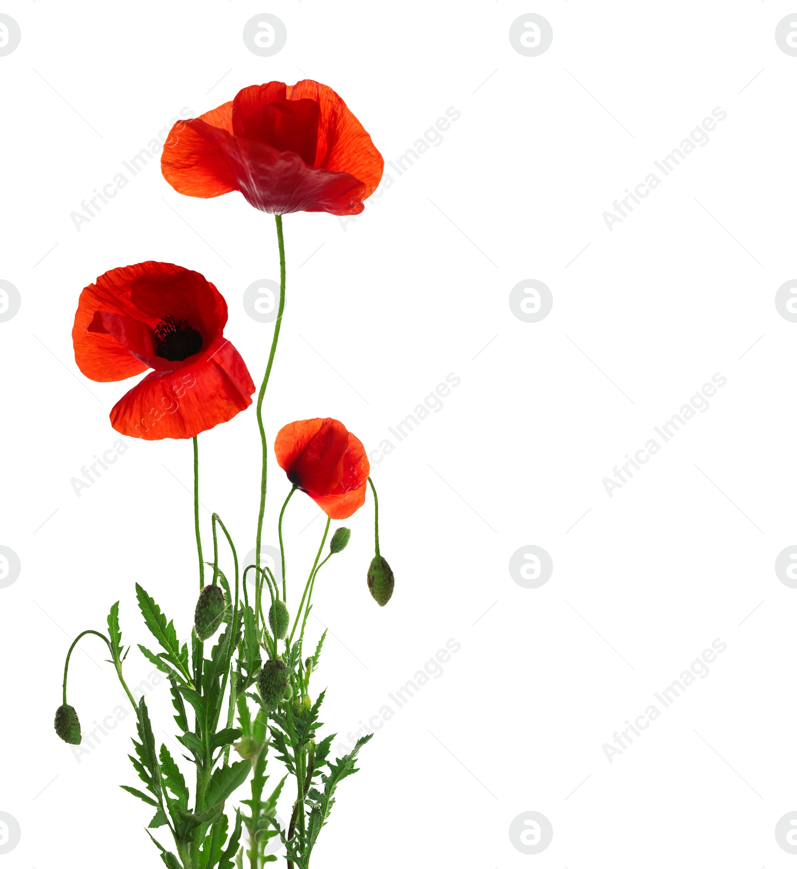 Image of Beautiful red poppy flowers on white background