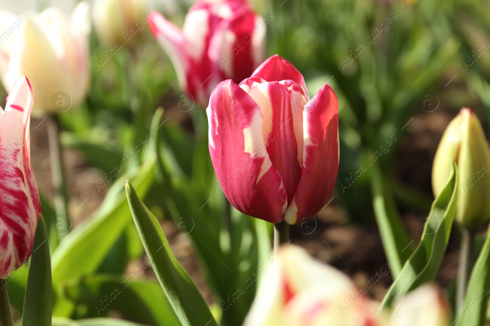 Photo of Beautiful blooming tulips outdoors on sunny day