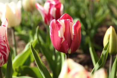 Photo of Beautiful blooming tulips outdoors on sunny day