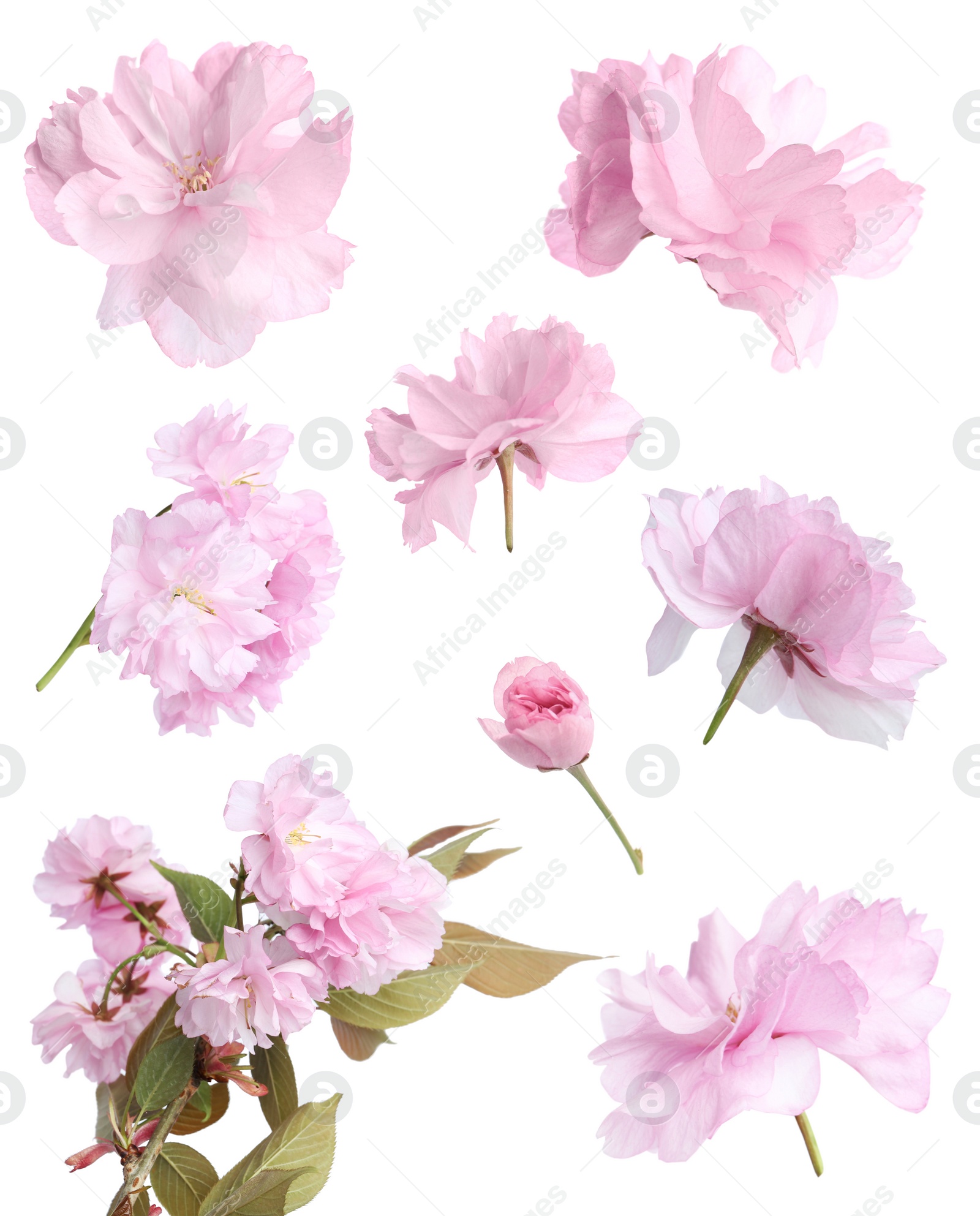 Image of Set of beautiful sakura blossoms on white background. Spring season