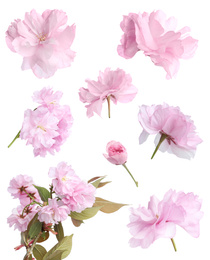 Image of Set of beautiful sakura blossoms on white background. Spring season