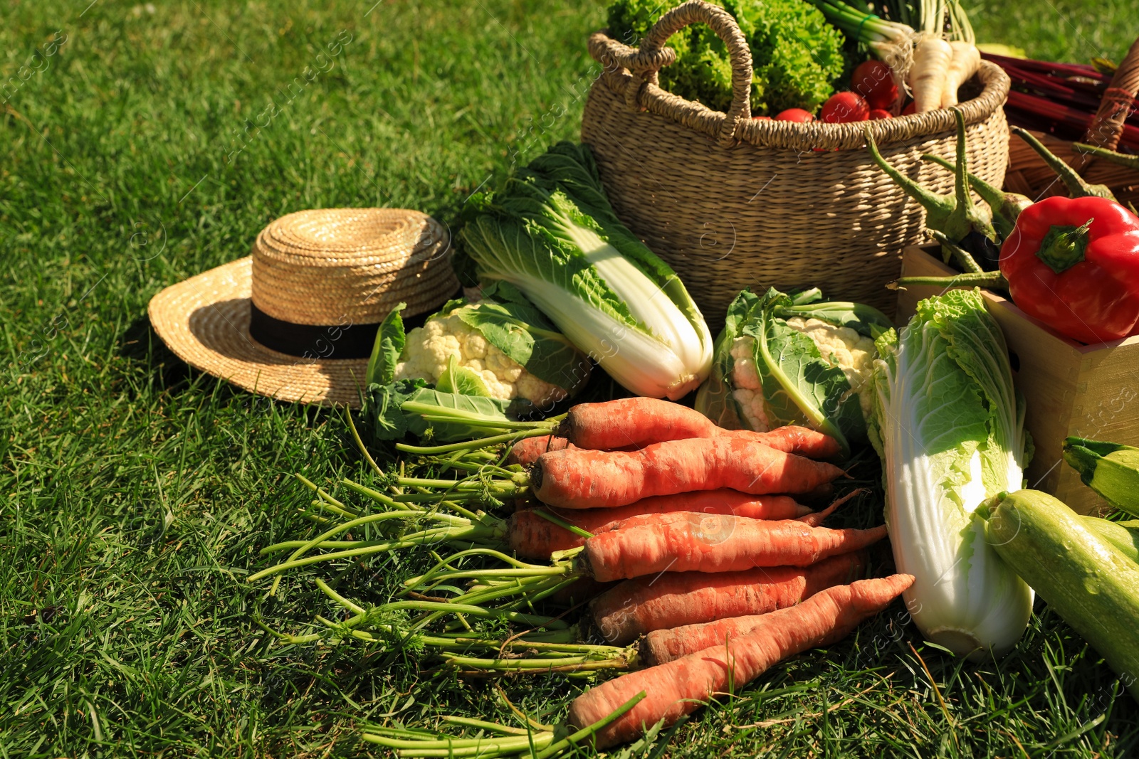 Photo of Different fresh ripe vegetables on green grass