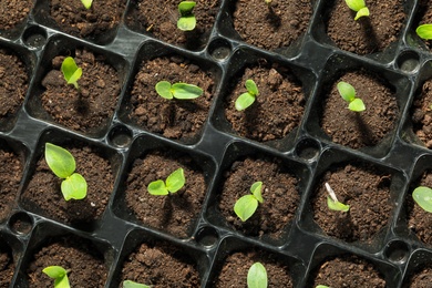 Photo of Seedling tray with young vegetable sprouts, top view