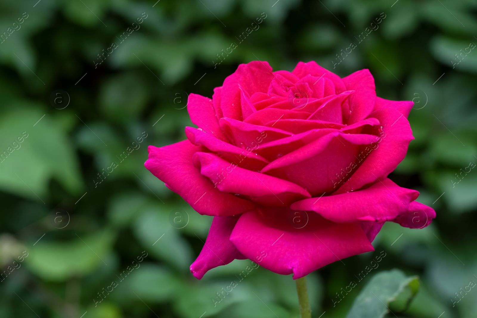 Photo of Bush with beautiful blooming rose in garden on sunny day, closeup. Space for text