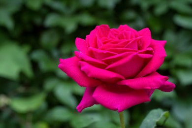 Bush with beautiful blooming rose in garden on sunny day, closeup. Space for text