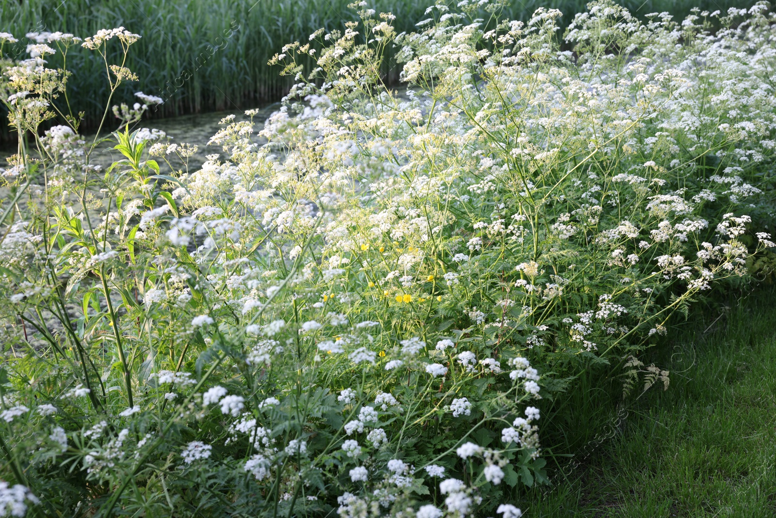 Photo of Beautiful view of bushes with wild flowers growing outdoors