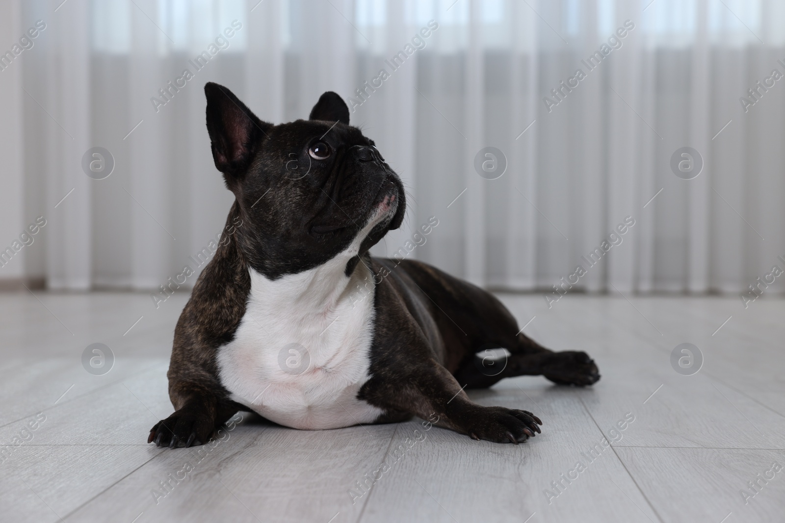 Photo of Adorable French Bulldog lying on floor indoors. Lovely pet