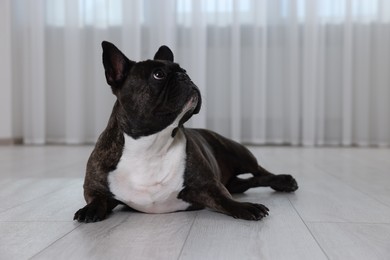 Adorable French Bulldog lying on floor indoors. Lovely pet