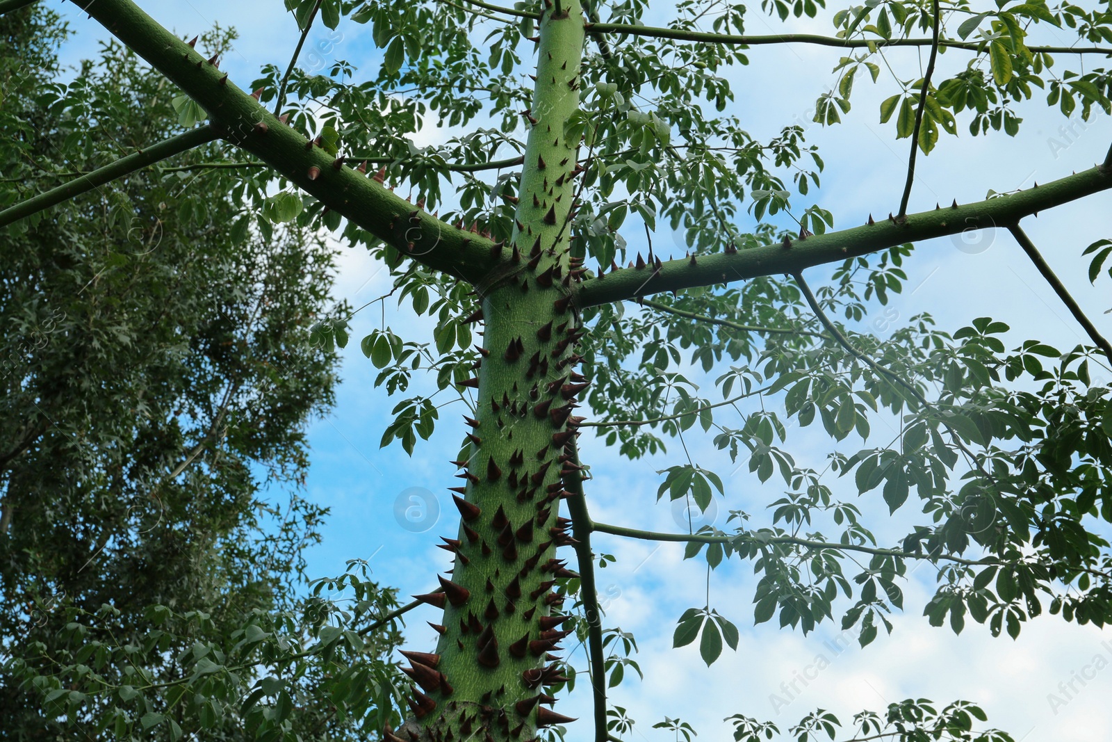 Photo of Beautiful tree with thorns on trunk outdoors, low angle view