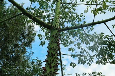 Beautiful tree with thorns on trunk outdoors, low angle view