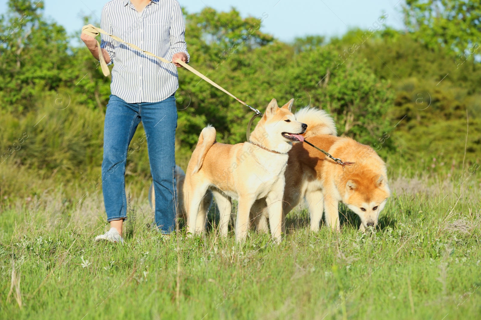 Photo of Young woman walking her adorable Akita Inu dogs in park