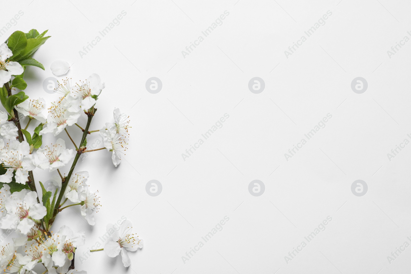 Photo of Blossoming spring tree branch as border on light background, flat lay. Space for text